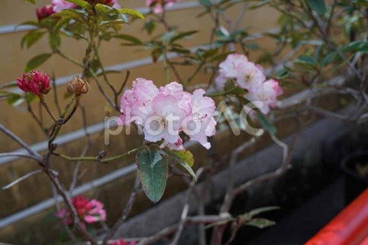 パワースポット宝塚市　中山寺㊸　参道の花 兵庫県,宝塚市,中山寺の写真素材