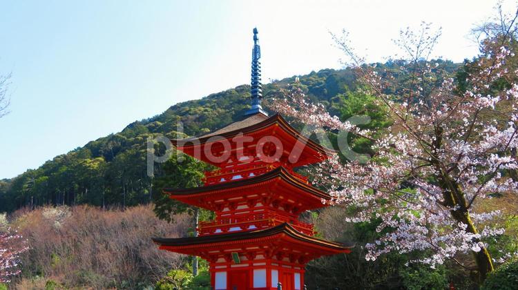 ３月下旬の京都市清水寺の桜 背景,清水寺,京都市の写真素材
