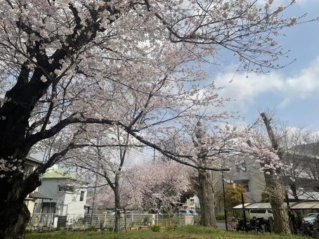 桜 桜の写真