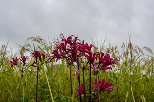 寺坂棚田2024年秋 寺坂棚田2024年秋 キツネノカミソリ,花,flowerの写真素材