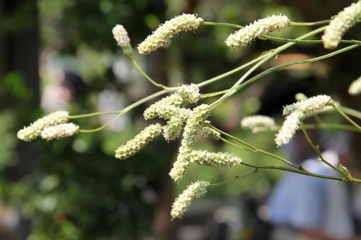 Photo, waxmocow, ovoid spike (i.e. in flower), without petals, 