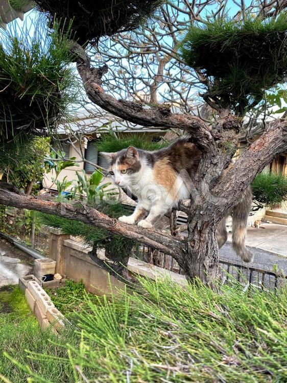 木に登る猫ちゃん 猫,動物,自然の写真素材