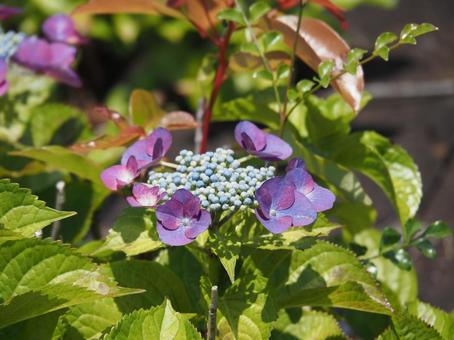 Hydrangea, JPG Hydrangea, JPG