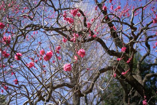 青空と赤い梅の花 青空と赤い梅の花の写真