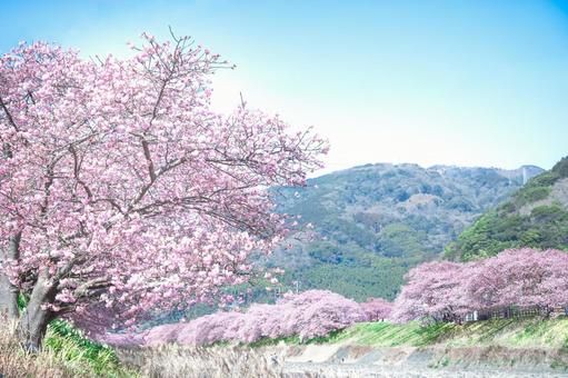 青空と河津桜 河津桜,伊豆稲取,桜の写真素材
