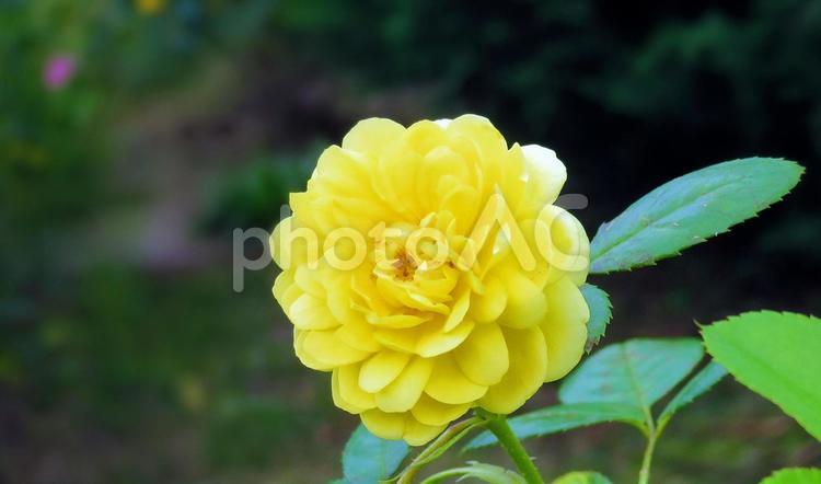 黄色いバラの花 バラ,薔薇,バラの花の写真素材