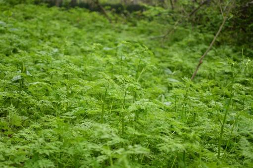 Photo, shaku, wild vegetables, plant, 