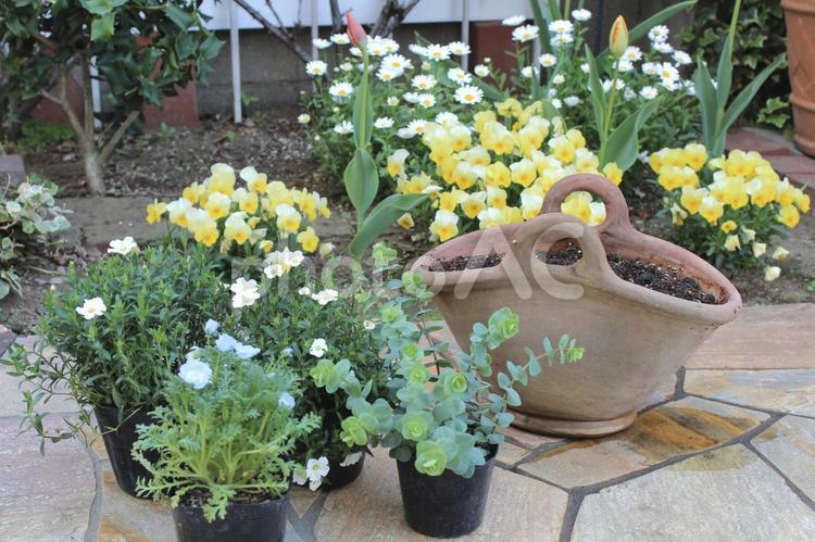 春のガーデニング　寄せ植え ガーデニング,寄せ植え,ネモフィラの写真素材