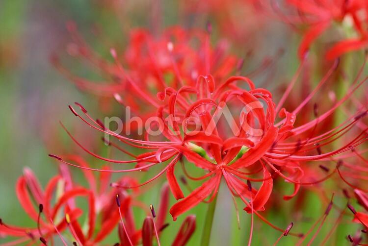 彼岸花　ヒガンバナ　秋の赤い花 ヒガンバナ,彼岸花,ひがんばなの写真素材