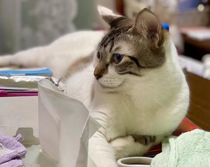 まったりくつろぐシャム系にゃんこ様 まったりくつろぐシャム系にゃんこ様 猫,シャムトラ,微睡むの写真素材