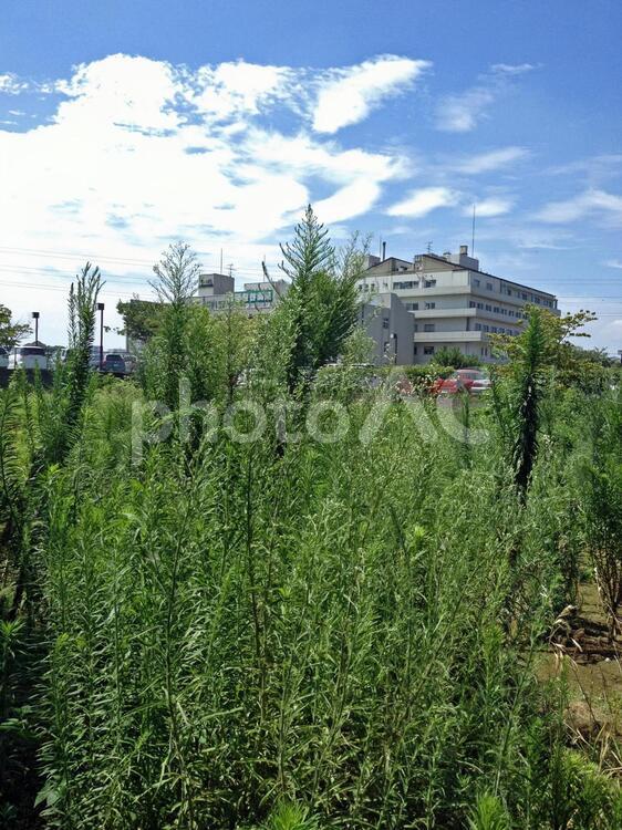 夏の風景 夏,晴天,炎天下の写真素材