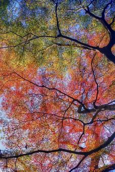 紅葉の空 紅葉,秋,もみじの写真素材