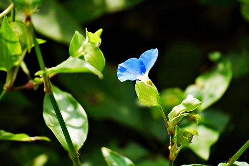 ツユクサの花 ツユクサの花 ツユクサ,露草,花の写真素材
