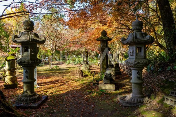 冬の道隆寺跡の風景（肝付町） 道隆寺,紅葉,道隆寺跡の写真素材
