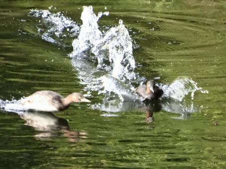 川面を走り回るカイツブリの写真