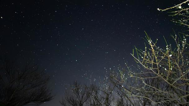 梅枝に煌めく星と実の調べ 梅枝に煌めく星と実の調べの写真