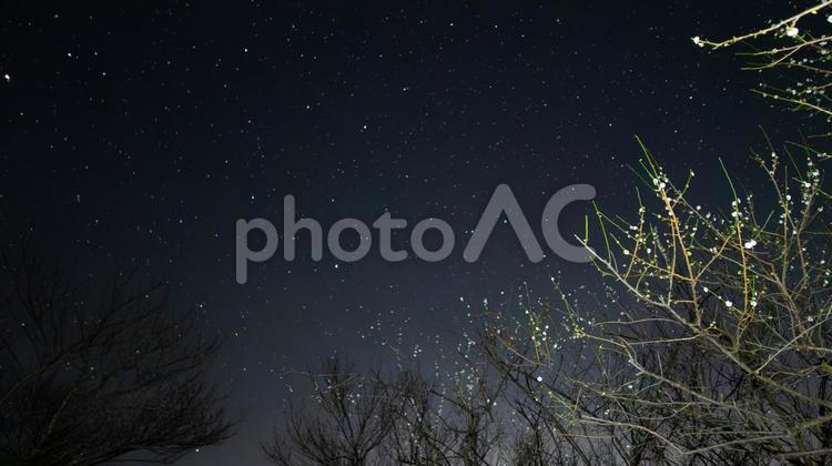 梅枝に煌めく星と実の調べ 梅枝,星,実の写真素材