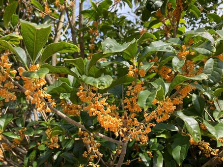 キンモクセイの花 キンモクセイ,金木犀,自然の写真素材