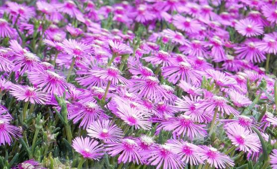 【花の写真】マツバギク(松葉菊) 【花の写真】マツバギク(松葉菊) マツバギク,松葉菊,ハマミズナ科の写真素材
