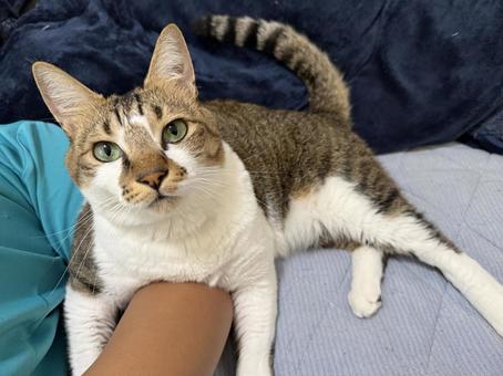 腕にからみつく猫03 腕にからみつく猫03 猫,雄猫,ペットの写真素材