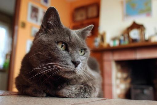 家の中の猫の写真