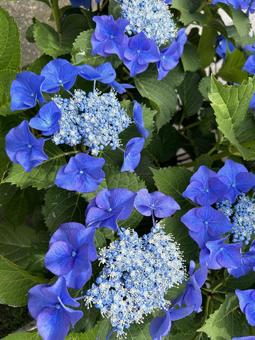 アジサイ アジサイ アジサイ,紫陽花,花の写真素材