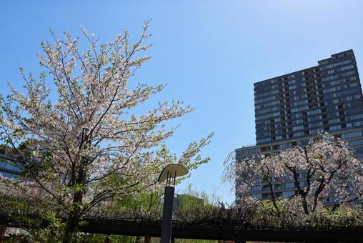 4月上旬の東京港区立檜町公園の桜 4月上旬の東京港区立檜町公園の桜の写真