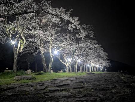 夜桜の並木道 3 夜桜の並木道 3 桜,夜桜,並木道の写真素材