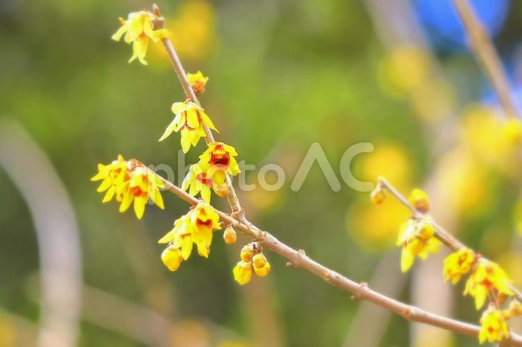 神社境内に咲く美しい蠟梅 植物,花,蠟梅の写真素材