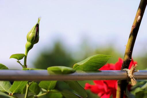 Rose bud, rose, bud, flower, JPG