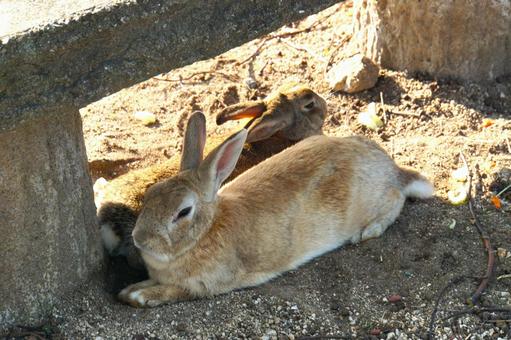 広島県大久野島の木陰で休むウサギ1 うさぎ,兎,卯の写真素材