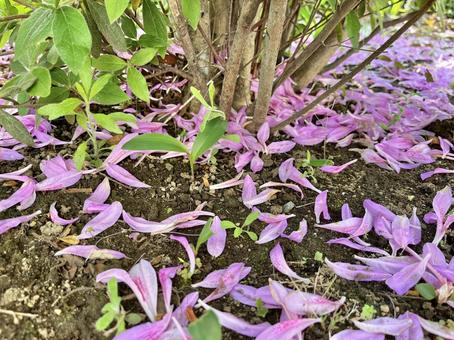 Falling flowers of the Mochi Azalea flower float, JPG Falling flowers of the Mochi Azalea flower float, JPG