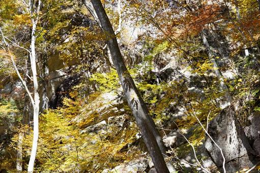 黄葉に包まれた渓谷の岩肌 黄葉,紅葉,秋の写真素材