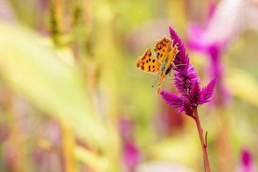 キタテハ(41) キタテハ(41)の写真