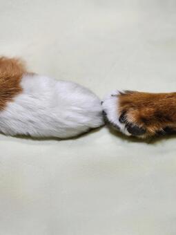 犬同士触れあう手 犬,ふれあい,出会いの写真素材