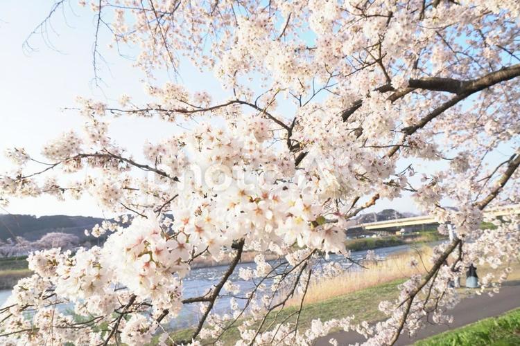宮城県大河原町の一目千本桜 一目千本桜,大河原町,春の風景の写真素材