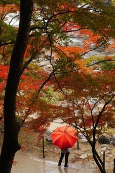 雨の香嵐渓と赤い傘 雨の香嵐渓と赤い傘 香嵐渓,足助町,豊田市足助町の写真素材