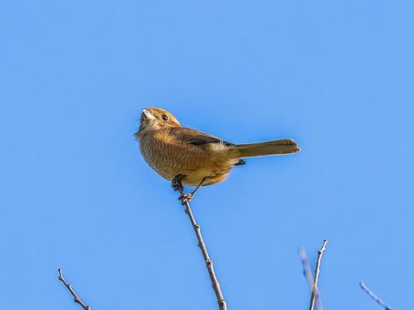 枝にとまるモズ・百舌鳥 モズ,百舌鳥,野鳥の写真素材