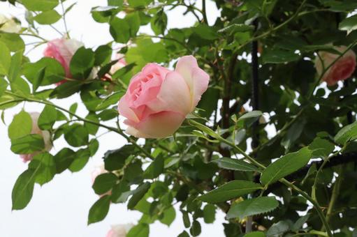 バラ園に咲く綺麗な薔薇を撮りました バラ園に咲く綺麗な薔薇を撮りましたの写真