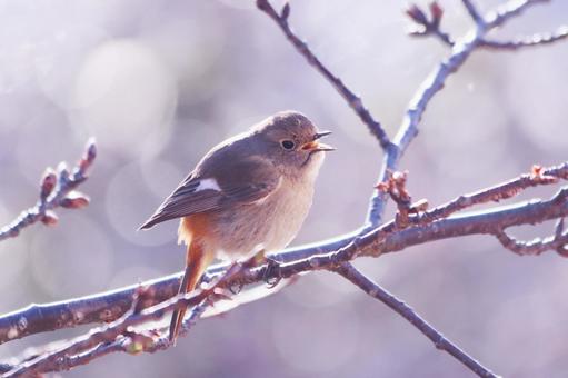 くちばしを開けて鳴くジョウビタキの雌 鳥,ジョウビタキ,自然の写真素材