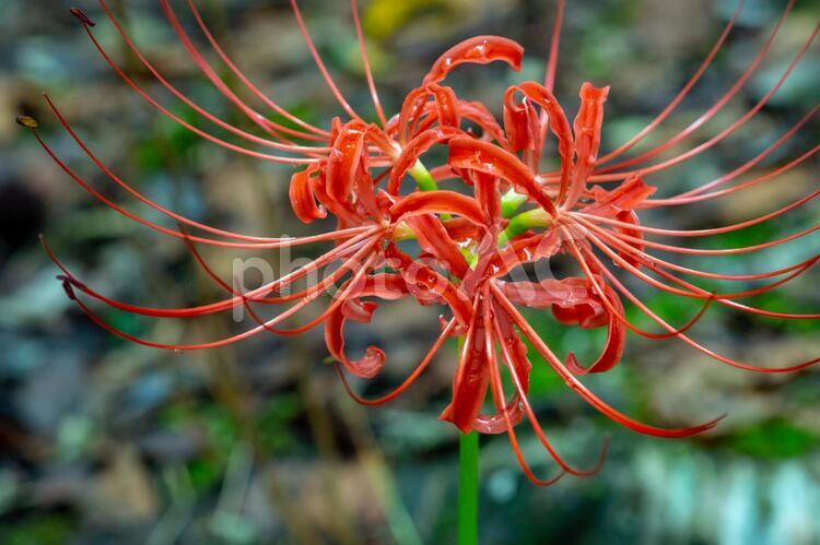 ヒガンバナ 曼珠沙華,ヒガンバナ,花の写真素材