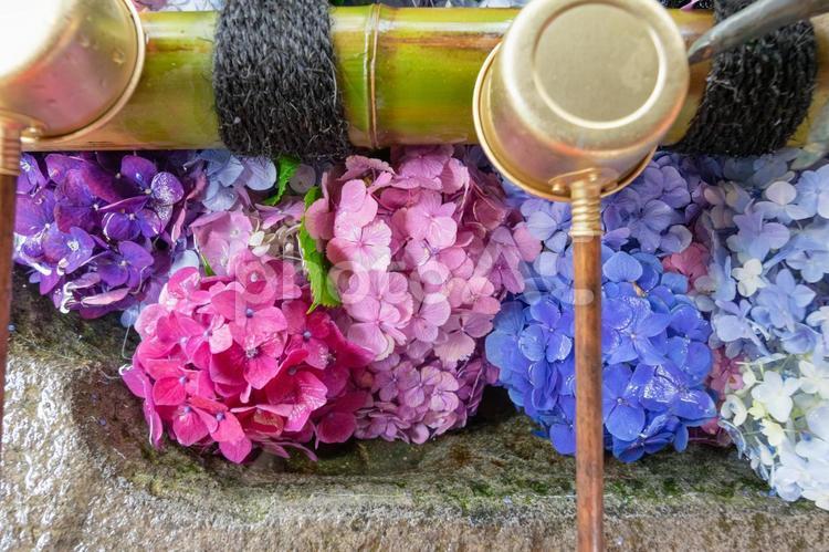 真上から見る色鮮やかな紫陽花の花手水 手水舎,花手水,紫陽花の写真素材
