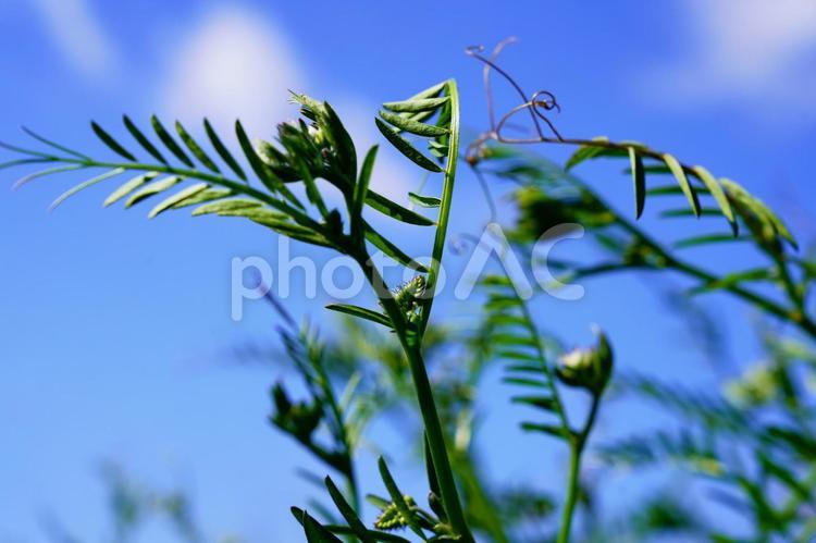 まめ科の植物と青空 公園,空,背景の写真素材