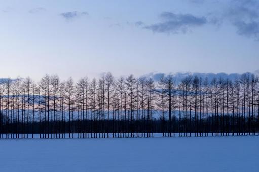 夕暮れの冬の白樺林 夕暮れの冬の白樺林の写真