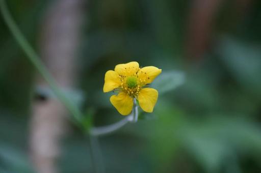 ダイコンソウの写真