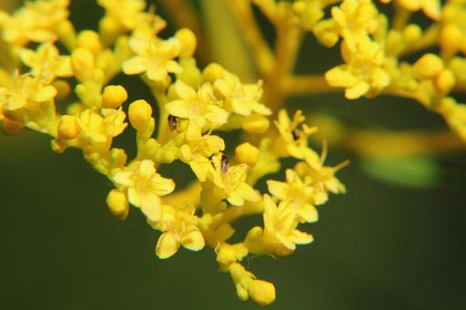 Photo, ominaeji, a flower, many small flowers, 