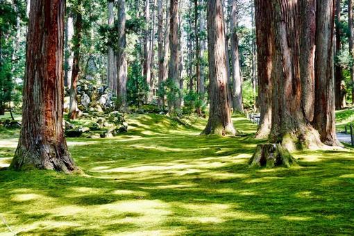 一面に広がる苔と絨毯と木々 一面に広がる苔と絨毯と木々 森,森林,木の写真素材