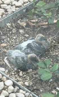 Photo, dove, pigeons, pigeon chick, 