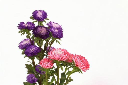 アスター菊 アスター菊の写真