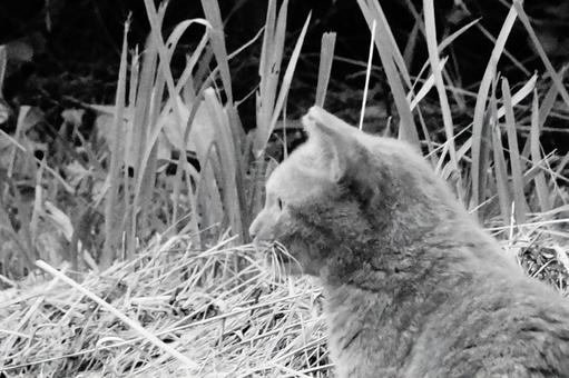ノラ猫 ノラ猫の写真